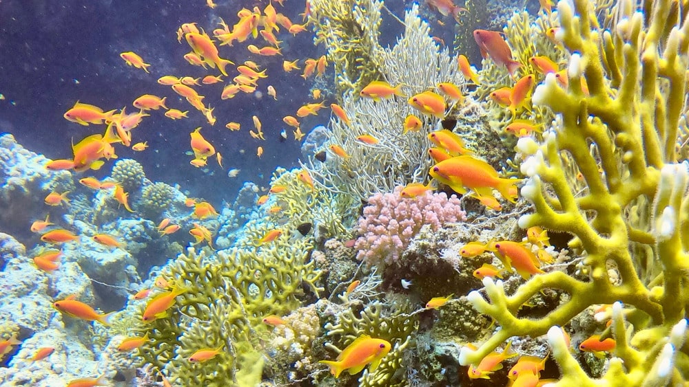 Buntes Korallenriff mit tropischen Fischen vor Curaçao; ideal zum Schnorcheln und Teilen über mobiles Internet