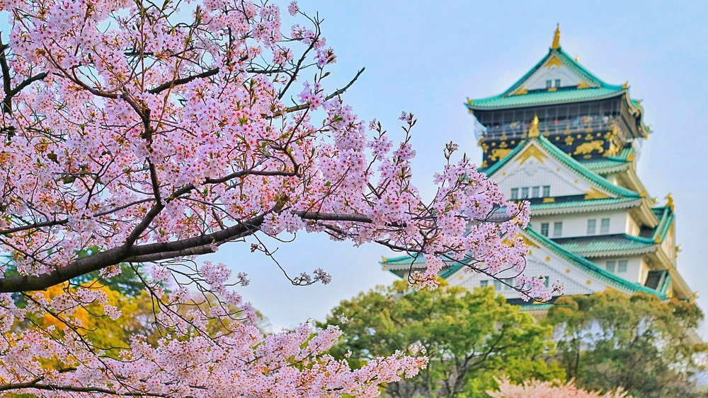 Kirschblüten beim Osaka-Schloss; Japan entdecken und mit lokaler SIM-Karte verbunden bleiben