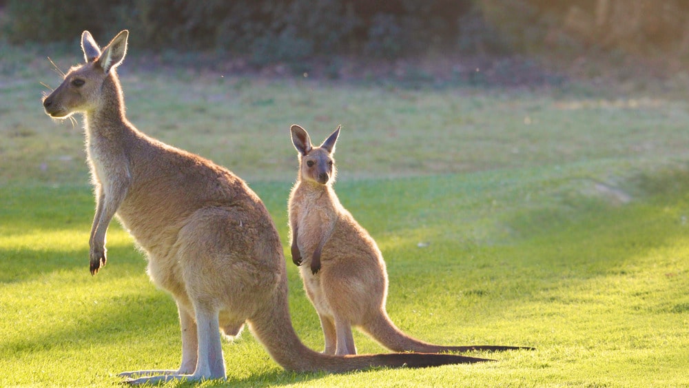 Kangoeroe met jong in het gras; ontdek Australië en blijf verbonden met eSIM