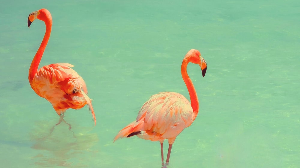 Twee flamingo’s langs de kust van Curaçao; perfecte mix van natuur en verbinding met eSIM