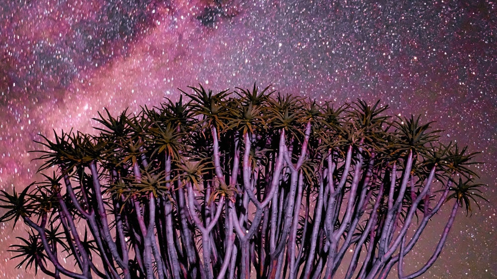 Melkweg boven de kokerbomen in Namibië; magisch uitzicht voor reizigers met eSIM-connectie