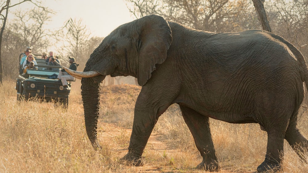Elephant on safari in Kruger National Park; shows network coverage outside urban areas
