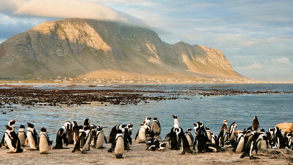 Penguins on Boulders Beach near Cape Town; iconic stop for travelers with eSIM or SIM card