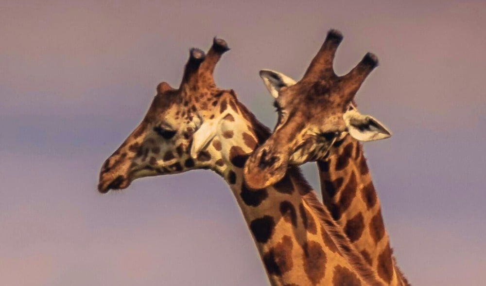 Two giraffes in Etosha National Park; safari experience with mobile coverage in Namibia