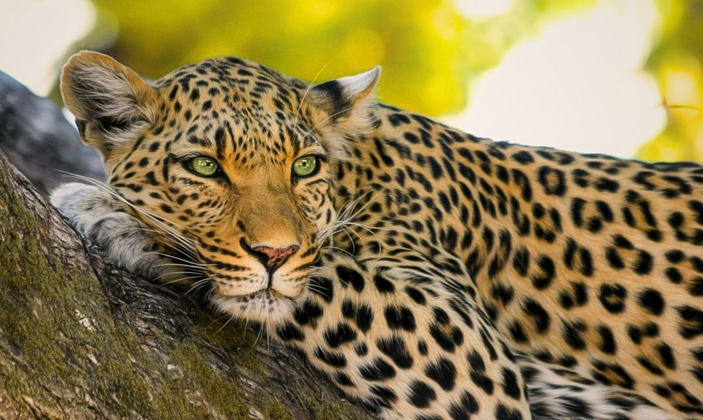 Leopard resting in a tree in Namibia; symbol of wildlife safaris with mobile connectivity
