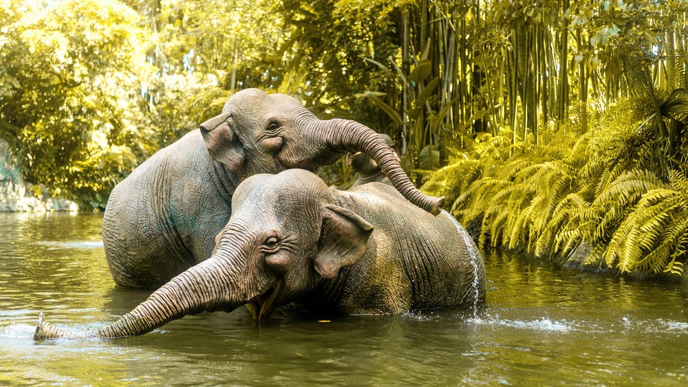 Two elephants bathing in a river in the Thai jungle; explore Thailand and stay connected with eSIM