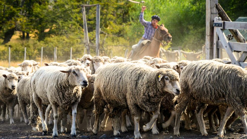 gaucho-sheep-herd-patagonia-argentina-mobile-internet